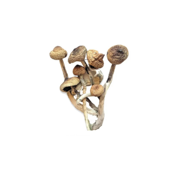 Psilocybin Golden Teachers - Vegan Capsules, All Natural 400mg