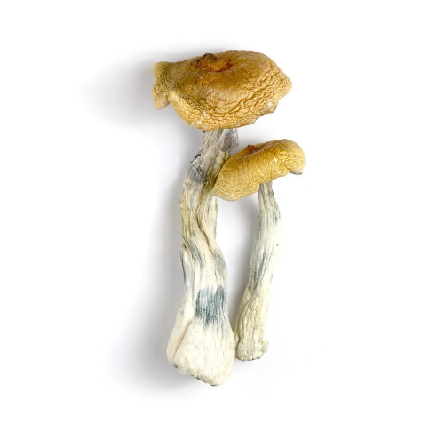 Psilocybin Puerto Ricans - Vegan Capsules, All Natural 250mg