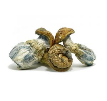 Psilocybin Penis Envy - Vegan Capsules, All Natural 250mg